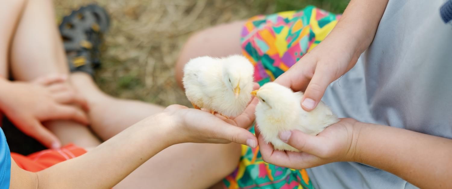 two children holding baby chicks