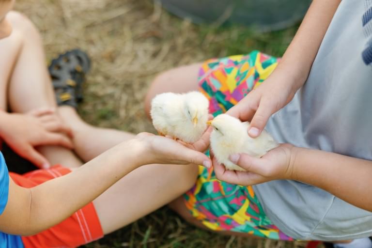 two children holding baby chicks